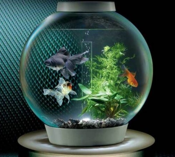 Hal-hal yang Harus Diperhatikan Sebelum Membeli Aquarium